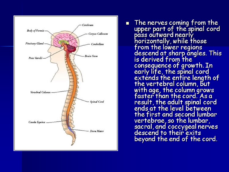 The nerves coming from the upper part of the spinal cord pass outward nearly